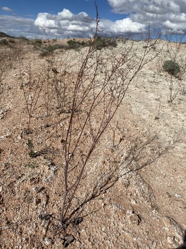 Image of Eriogonum exaltatum by (c) Matt Berger, some rights reserved (CC BY)
