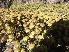 Marchantia foliacea