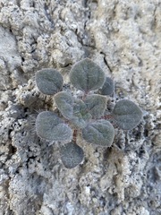 Psathyrotes pilifera