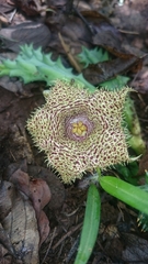 Huernia hystrix