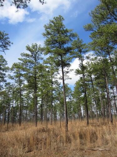 Pinus taeda