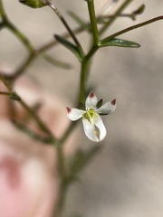 Nemacladus orientalis