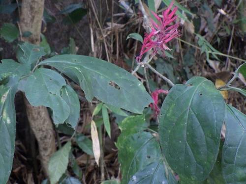Cyclacanthus coccineus observed 2026-03-23