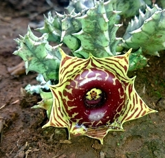 Huernia zebrina