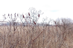 Rhus × borealis