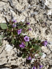 Phacelia pulchella gooddingii