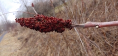Rhus × borealis