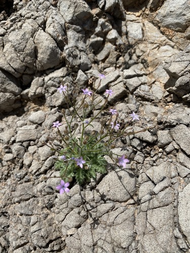 Image of Gilia scopulorum by (c) Matt Berger, some rights reserved (CC BY)