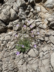Gilia scopulorum