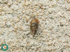 Bithyniidae