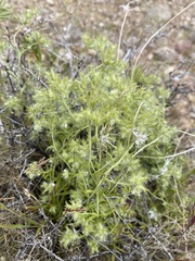 Cryptantha nevadensis