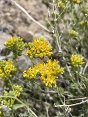 Amphipappus fremontii