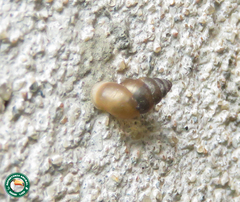 Bithyniidae