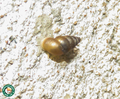Bithyniidae