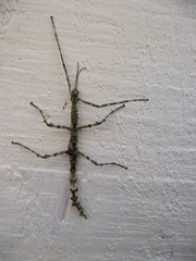 Acanthoxyla geisovii