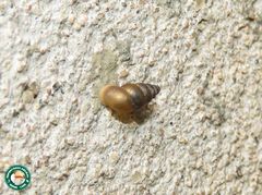 Bithyniidae