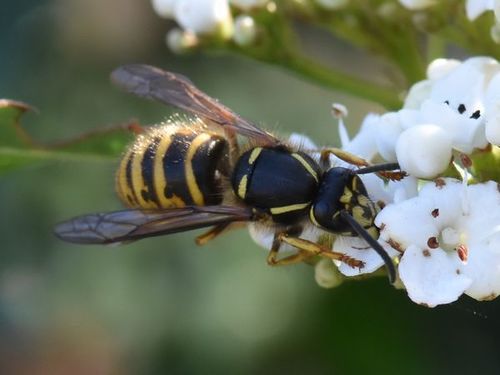 Saxon Wasp, Groesbeek, Nederland, photo 9 of 10