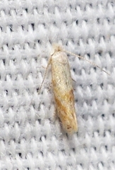 Bucculatrix inusitata