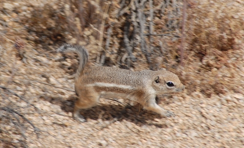 Ammospermophilus leucurus leucurus observed by pedro_arsenio