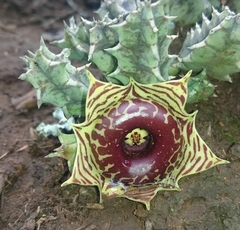 Huernia zebrina