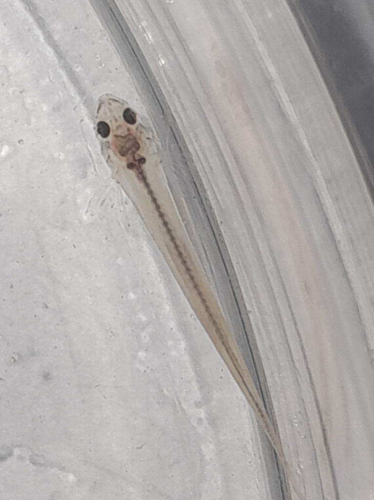 Paravandellia oxyptera