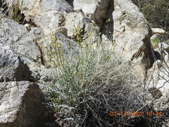 Astragalus tricarinatus