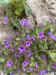 Phacelia pulchella gooddingii