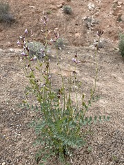 Astragalus preussii