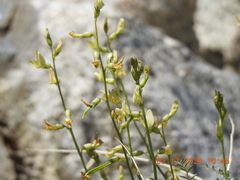 Astragalus tricarinatus