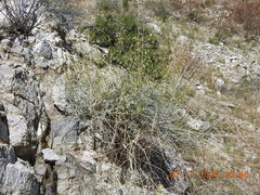 Astragalus tricarinatus