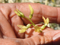 Astragalus tricarinatus
