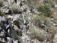 Astragalus tricarinatus