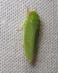 Gyponana offula