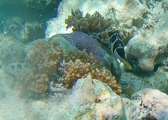 Porifera
