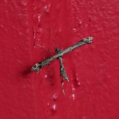 Anstenoptilia