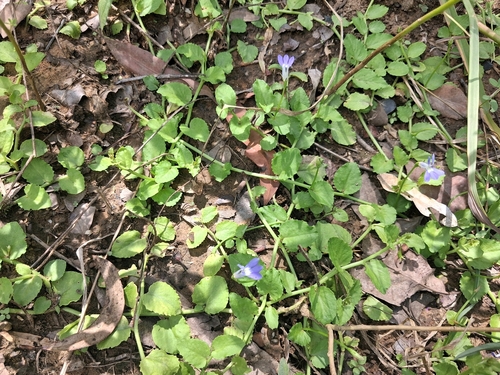Lobelia membranacea observed 2026-03-04
