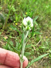 Hymenopappus artemisiifolius