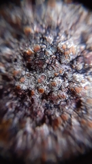 Protoblastenia rupestris