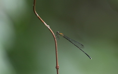 Prodasineura croconota