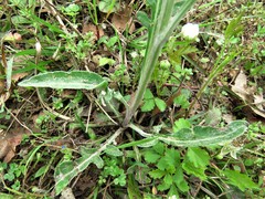 Hymenopappus artemisiifolius