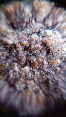 Protoblastenia rupestris