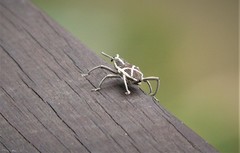 Cryptoderma
