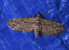 Eupithecia longidens