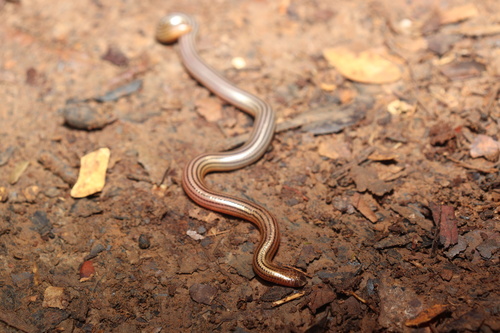 Seven-striped Blind Snake