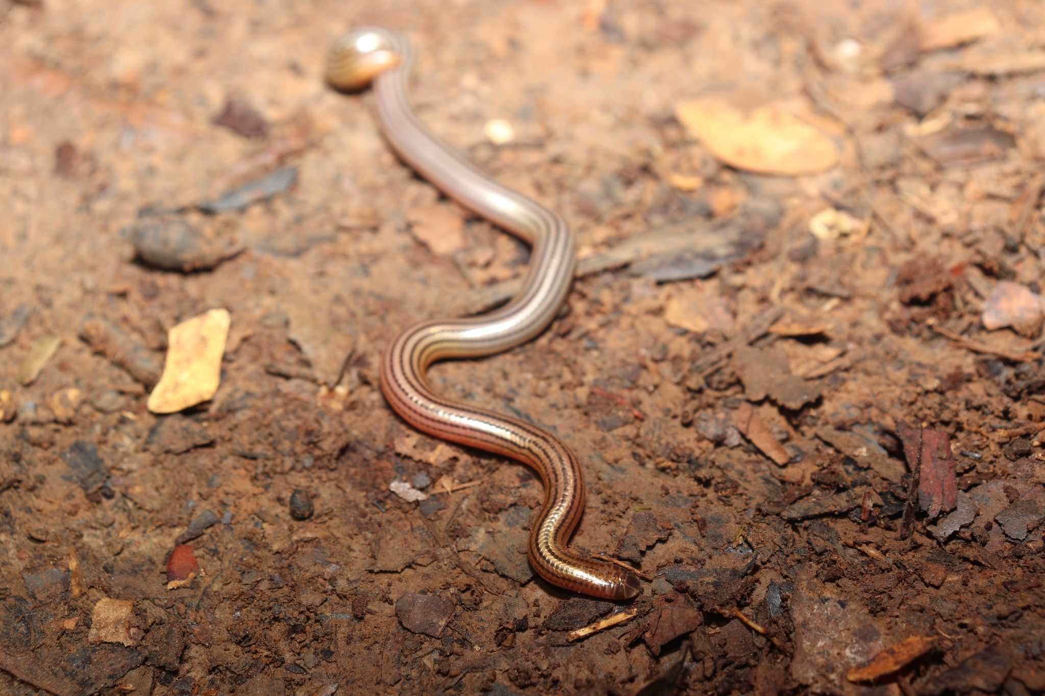 Seven-Striped Blind Snake photo 2
