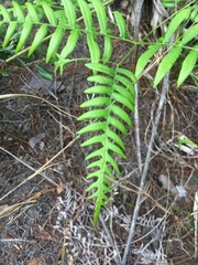 Pteridium caudatum