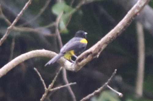 Puerto Rican Oriole (Icterus portoricensis), photo 3