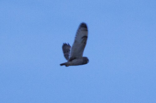 Short-eared Owl