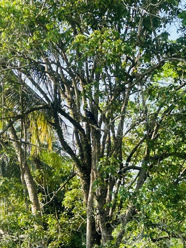 Lar Gibbon
