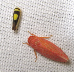 Colladonus clitellarius